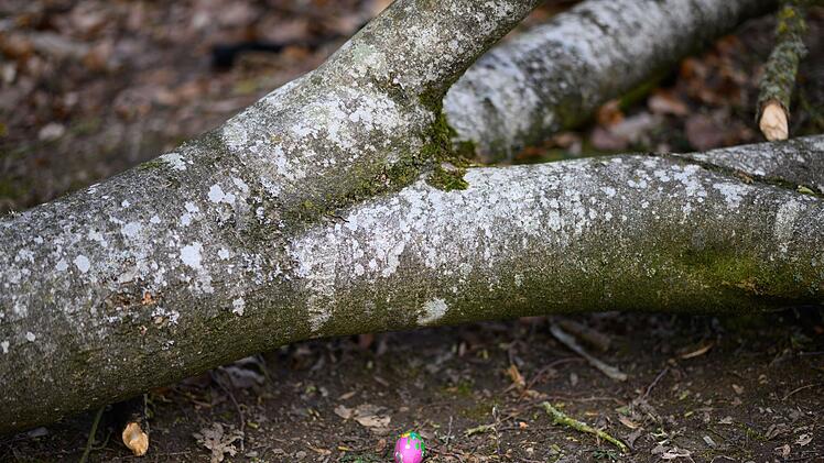 Baum umgest&uuml;rzt - Drei Tote bei Flensburg