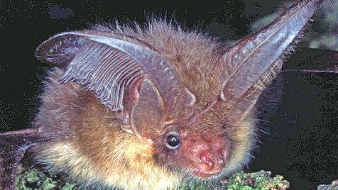 Flederm&auml;use stehen im Mittelpunkt des Vortrags Foto: A. Zahn