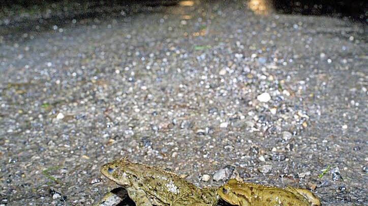 Seit dem letzten Mittwoch sind die Amphibien unterwegs zu ihren Laichgewässern. Für die Autofahrer gilt erhöhte Vorsicht. Es geht nicht nur um die Tierchen; auch auf die Helfer muss man aufpassen; mancherorts sind die Straßen recht eng. Foto: Herbert_Stadelmann
