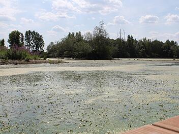 Gesundheitsamt Bamberg rechnet mit Blaualgen-Vermehrung im Baggersee Breiteng&uuml;&szlig;bach