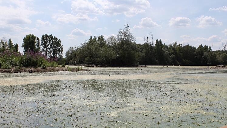 Gesundheitsamt Bamberg rechnet mit Blaualgen-Vermehrung im Baggersee Breiteng&uuml;&szlig;bach
