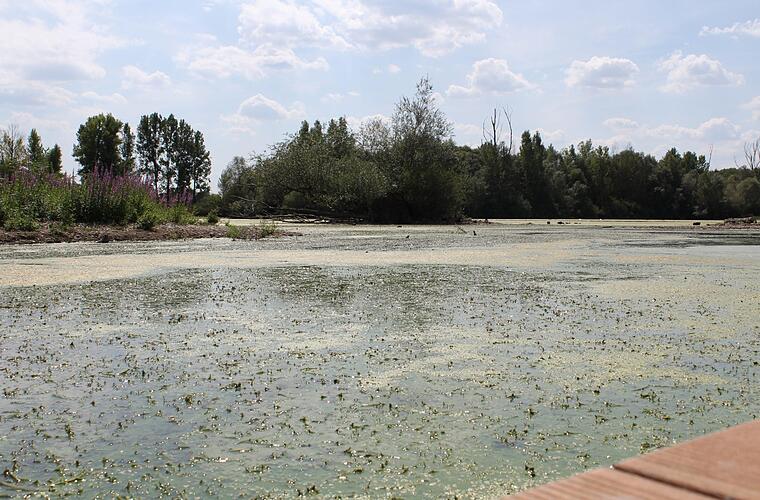 Blaualgen-Risiko an Baggersee Breitengüßbach: Warnung vor Kontakt