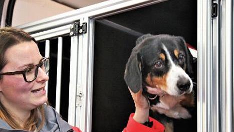 Neugierig inspiziert Rettungshund Franzi die neue Umgebung in den Transportboxen des Einsatzfahrzeugs. Bianca Herz, Leiterin der Rettungshundestaffel, verteilt dabei Streicheleinheiten.  Foto: Michael Will / BRK