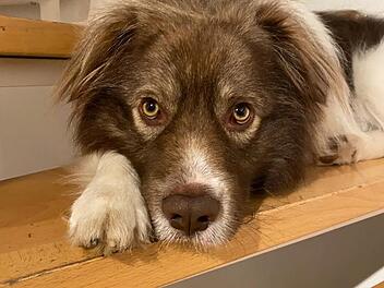 Tierheim Bamberg gibt Update zu "originell aussehendem Rudi"