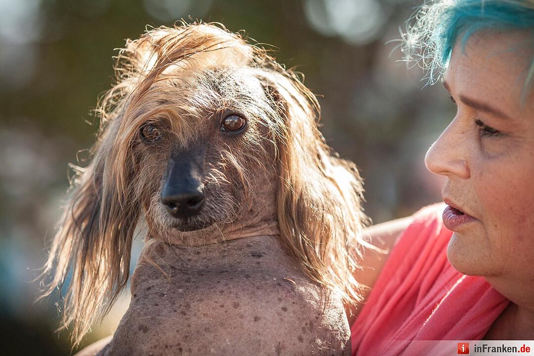 2016 World's Ugliest Dog Contest in California