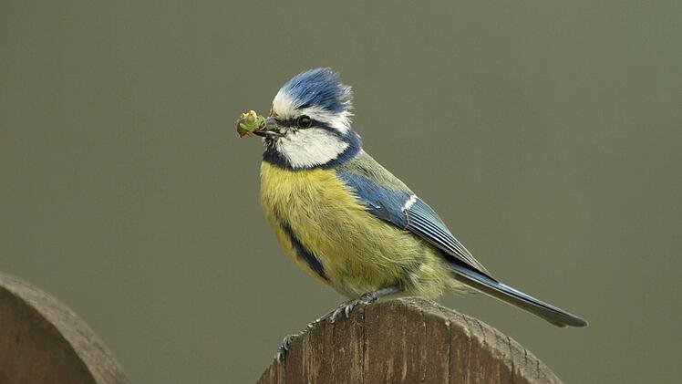 Blaumeise Foto: Petra Altrichter