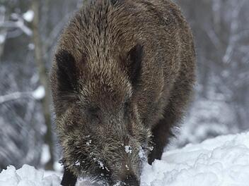Die immer weiter zunehmende Wildschweinpopulation sorgt für Probleme. Foto: Landesjagdverband Bayern