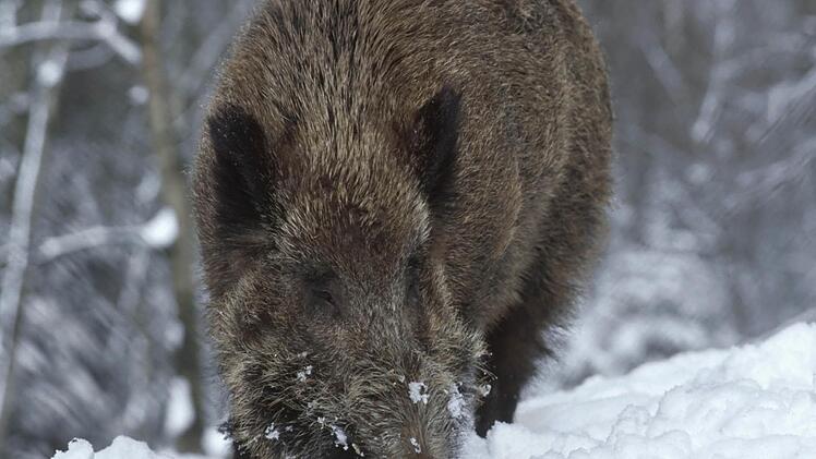 Die immer weiter zunehmende Wildschweinpopulation sorgt für Probleme. Foto: Landesjagdverband Bayern