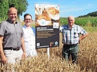 Schlüsselfelds Bürgermeister Johannes Krapp (von links), Bäcker Maximilian Ley und Landwirt Hans Neuner in einem Weizenfeld, das weniger gedüngt wird  Foto: privat