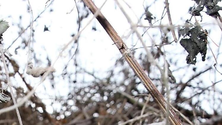Folienm&uuml;ll im S&uuml;den Forchheims ist fest mit der Natur verwachsen.