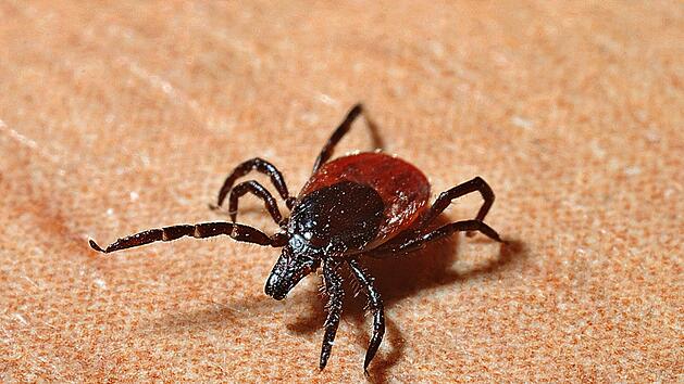 Eine neue tropische Zeckenart ist in Deutschland auf dem Vormarsch.