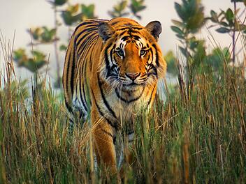 Tiger in Nepal nutzen gern Grasfl&auml;chen zum Jagen, weil dort viele Beutetiere zu finden sind und sich die Gro&szlig;katzen gut verstecken k&ouml;nnen.