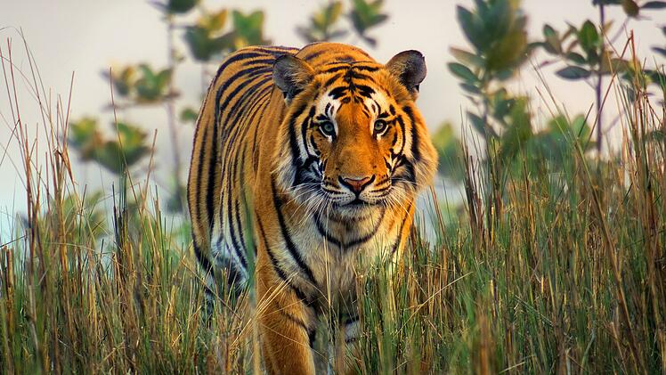Tiger in Nepal nutzen gern Grasfl&auml;chen zum Jagen, weil dort viele Beutetiere zu finden sind und sich die Gro&szlig;katzen gut verstecken k&ouml;nnen.