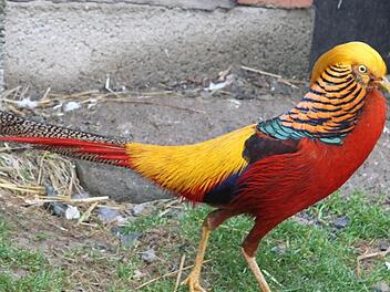 Der farbenprächtige Goldfasan ist wegen der frühlingshaften Temperaturen schon in Balzlaune. Das prächtige Tier, das Gottfried Zimmermann gehört, ist bei der Lokalschau des des Geflügelzuchtvereins Mainleus 1955 und Umgebung in der Sommerhalle zu sehen. Foto: Sonja Adam