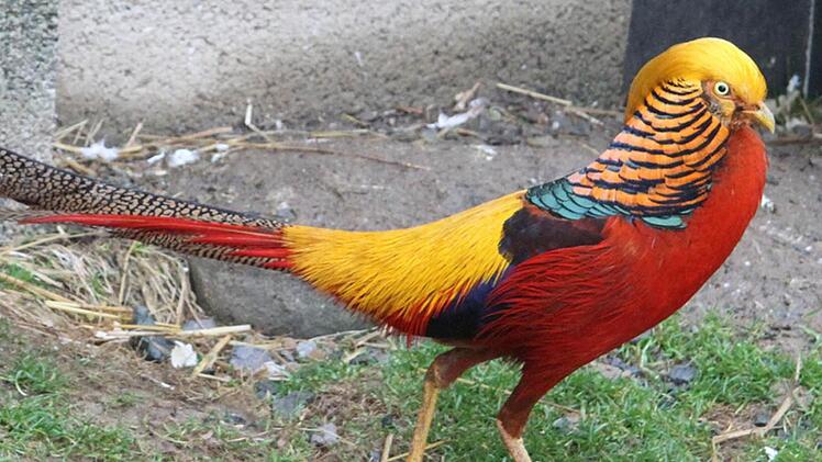 Der farbenprächtige Goldfasan ist wegen der frühlingshaften Temperaturen schon in Balzlaune. Das prächtige Tier, das Gottfried Zimmermann gehört, ist bei der Lokalschau des des Geflügelzuchtvereins Mainleus 1955 und Umgebung in der Sommerhalle zu sehen. Foto: Sonja Adam