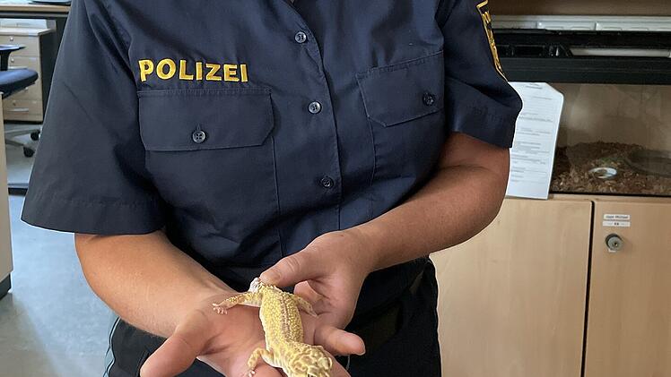 Gecko Harald mit seiner neuen "Kollegin"