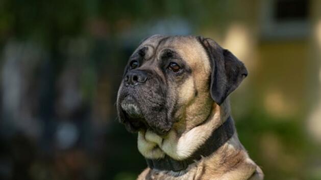 Hund im Tierheim N&uuml;rnberg
