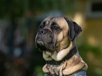 Hund im Tierheim Nürnberg