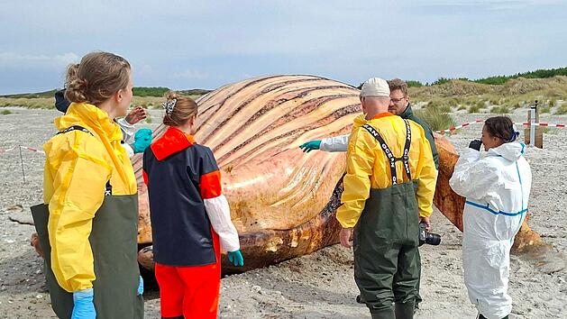 Weitere Entwicklung zum Buckelwal in der Ostsee