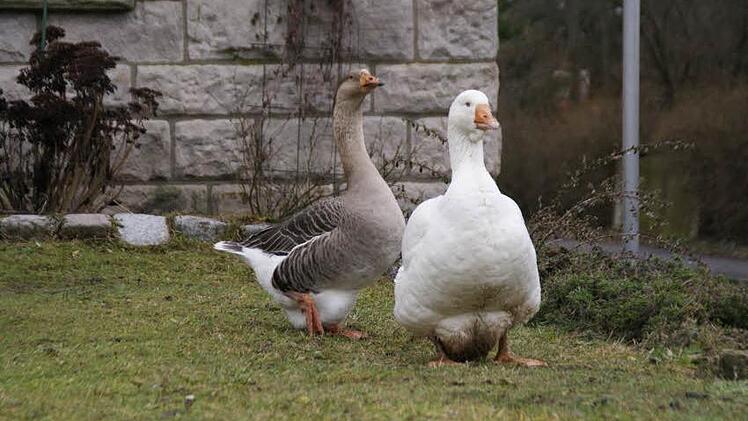 Das Tretzendorfer Gänsepaar.