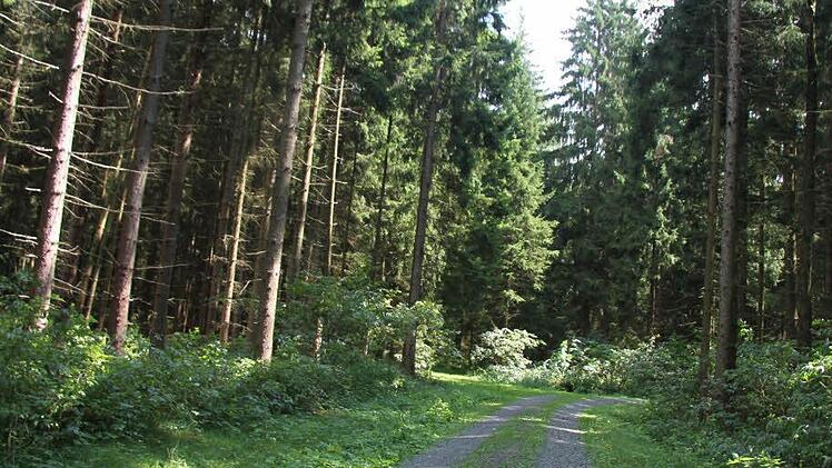 Die Forststraße in den Wald wurde 2005 angelegt. Seitlich von der Forststraße sind kleine Rückegassen im Wald, die selbst für Spaziergänger kaum zu sehen sind - akkurat alle dreißig Meter. "Wir machen das Holz ja händisch, wir brauchen nicht so breite Rückegassen", so Pezold.