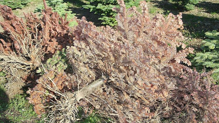 Ein herber Rückschlag in Uwe Witzgalls erster Saison - eine Nobilisplantage ist abgesoffen.