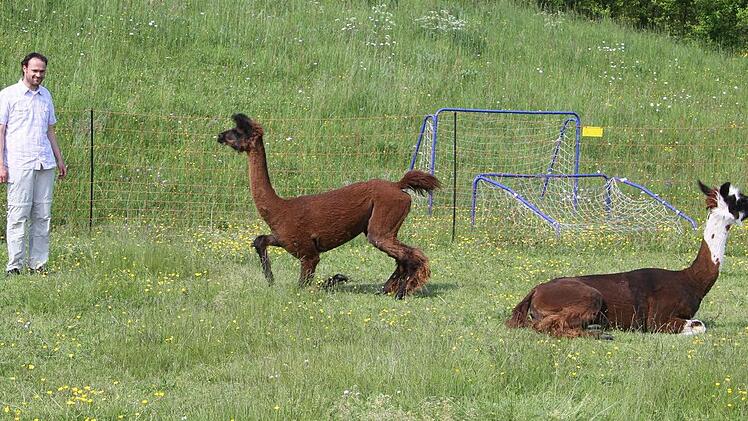 Samuel Müller ist fasziniert von den Lamas. "Lamas sind die Delfine der Weide", schwärmt er und erhofft sich gute Erfolge bei den Freizeiten mit ADHS-Kindern Foto: Sonja Adam