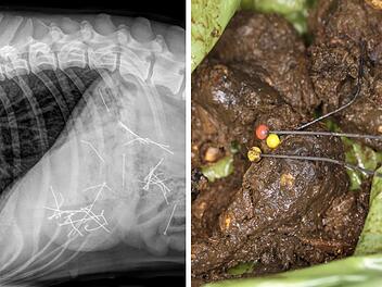Rossach: Tierarzt warnt vor Ködern in Coburg - Hündin nimmt Nadeln auf