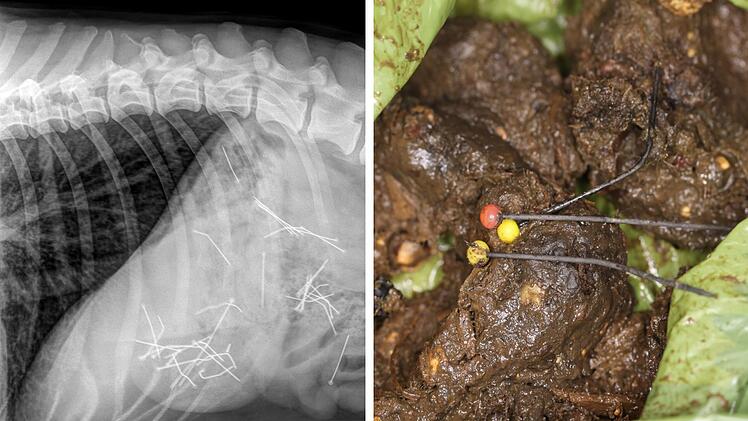 Rossach: Tierarzt warnt vor Ködern in Coburg - Hündin nimmt Nadeln auf