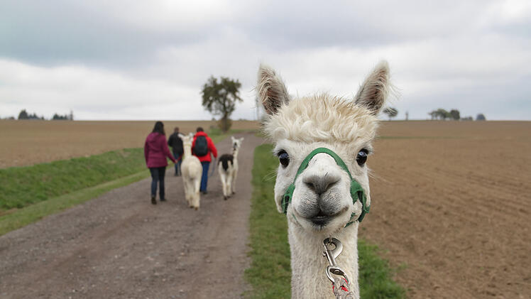 Tiergestützte Therapie - Alpakatherapie - Wanderung Menschen Alpakas in Landschaft