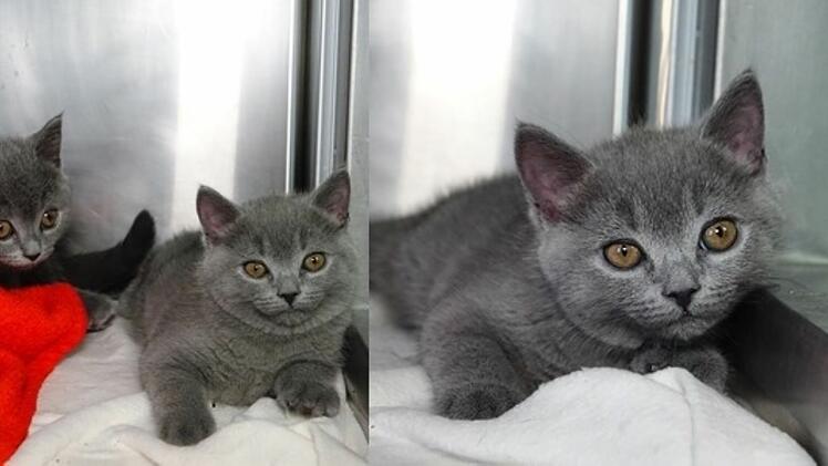 Katzen-Babys im Tierheim Nürnberg