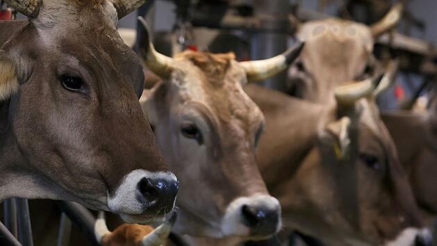 Obernburg: Schwere Vorw&uuml;rfe gegen Tiertransporteur - Hafturteil