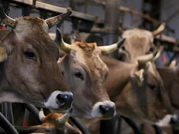 Obernburg: Schwere Vorw&uuml;rfe gegen Tiertransporteur - Hafturteil