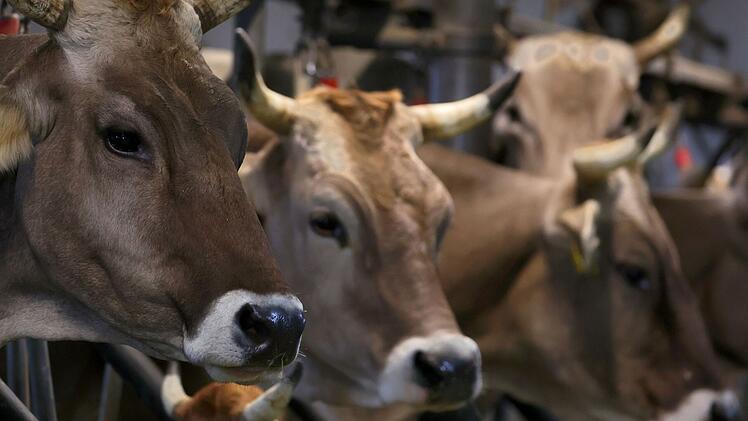 Obernburg: Schwere Vorw&uuml;rfe gegen Tiertransporteur - Hafturteil