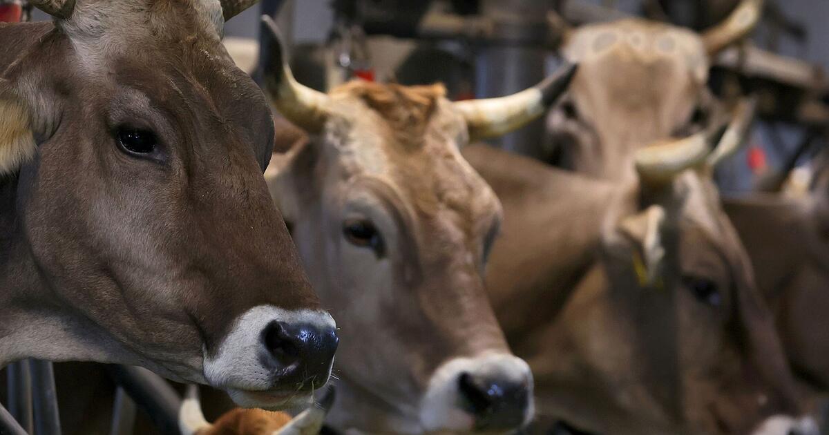 Obernburg: Serious allegations against animal transporter - | prison ...