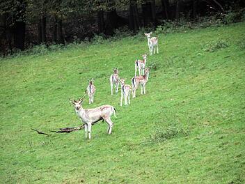 Damwildhirsche in einem Gehege in der Gemeinde Ködnitz. Foto: Jochen Nützel