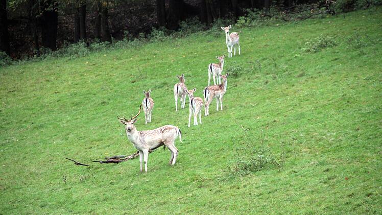 Damwildhirsche in einem Gehege in der Gemeinde Ködnitz. Foto: Jochen Nützel