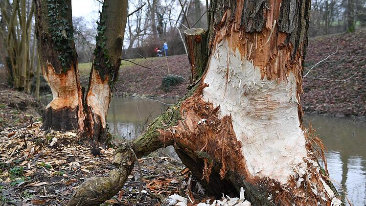 Der Biber hat am Hollergraben in Bamberg wieder zugeschlagen. Doch diese Schäden  hat die  Stadt  einkalkuliert.  Es bleibt ihr auch nichts anderes übrig, der Biber genießt Schutzstatuts. Foto: Ronald Rinklef