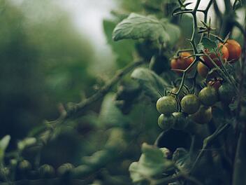 Tomaten- und Tabakpflanzen machen laut Forschern richtig Lärm, wenn sie gestresst sind.