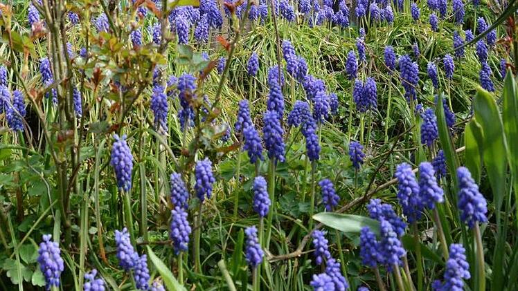 Die Gärtnerin denkt, das Mäuschen lenkt: Traubenhyazinthen machen sich auch prima im Rasen, finden die Mäuse im Garten und schleppen die Zwiebeln einfach mitten ins Grün. Foto: Dagmar Besand