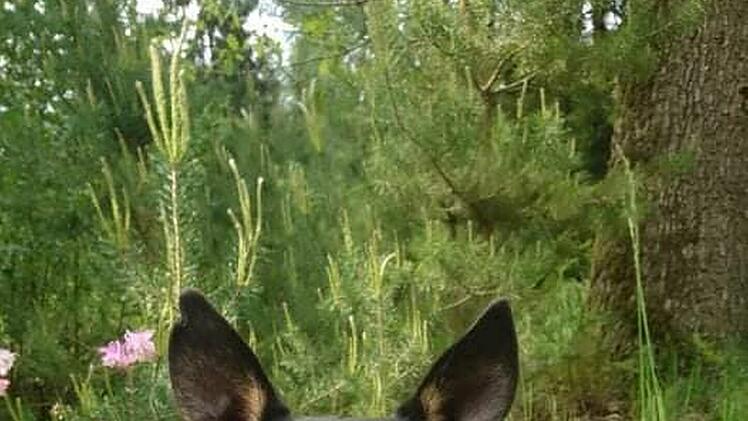 Hund Miley ist seit über zwei Jahren im Tierheim Bayreuth