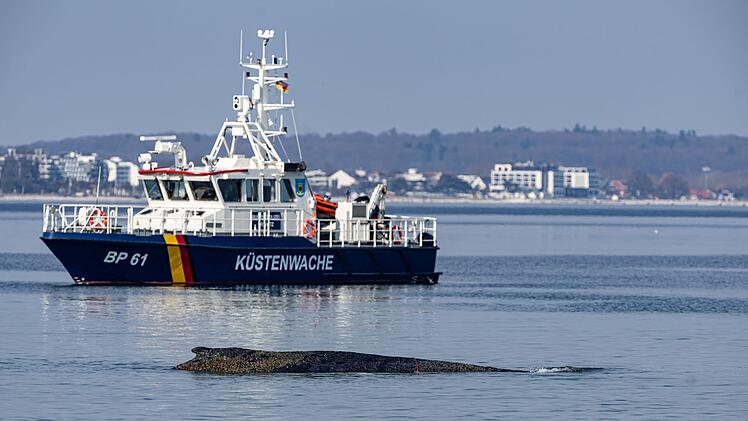 Wal an der Ostseek&uuml;ste gestrandet &ndash; Rettung l&auml;uft