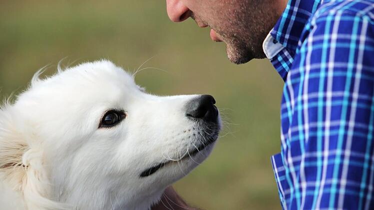 Dreister Diebstahl im Tierheim Nürnberg: An den Täter richten die Tierschützer einen Appell. Symbolfoto: Sheri Hooley/unsplash.com