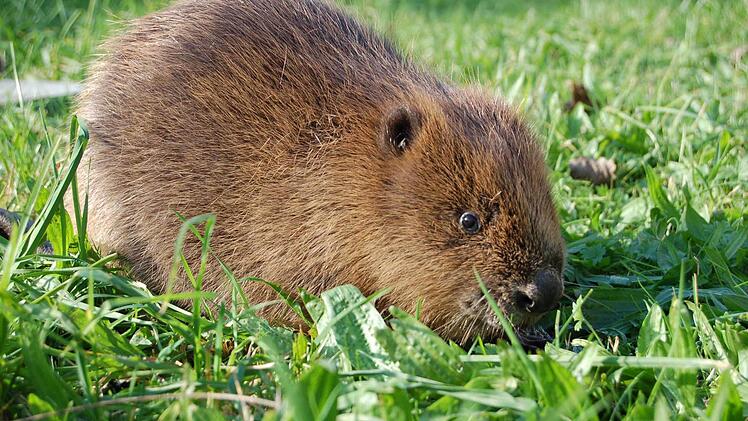 Der Bund Naturschutz hat der Saale-Zeitung die Bilder freundlicherweise zur Verfügung gestellt. Foto: BN