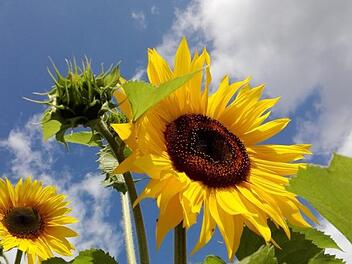 Sonnenblumen unter fränkischem Himmel. Foto: trebes/inFrankenPix