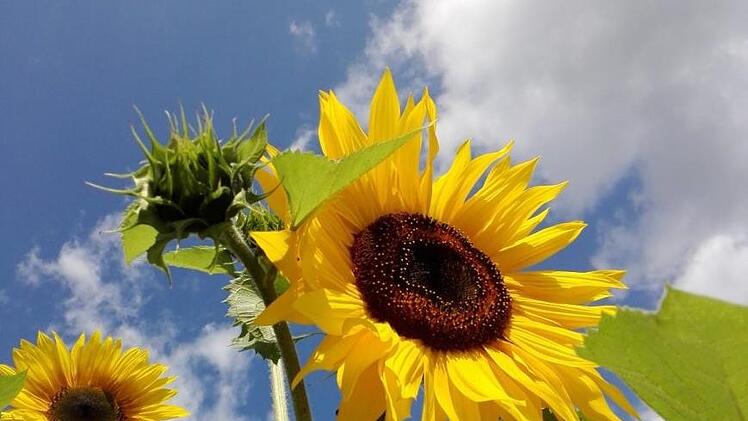 Sonnenblumen unter fränkischem Himmel. Foto: trebes/inFrankenPix