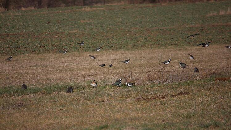 Kibitze zwischen Leutenbach und Kirchehrenbach Foto: Julia Dummert
