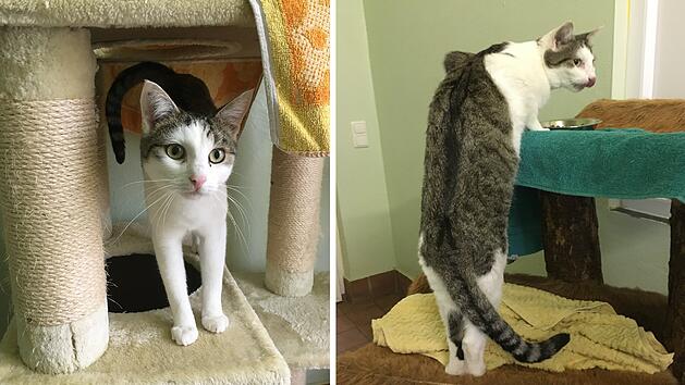 Tierheim Bamberg: Kater Schr&ouml;der kuschelt gerne - ein Manko behindert aber Vermittlung