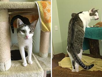 Tierheim Bamberg: Kater Schröder kuschelt gerne - ein Manko behindert aber Vermittlung