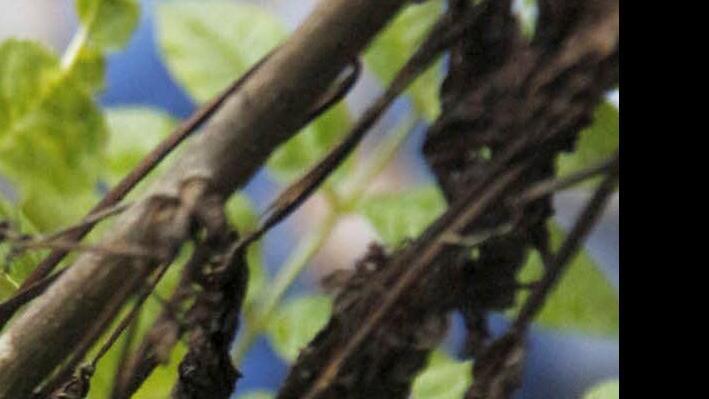 Eschen sterben einfach ab.